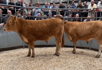 Truro Livestock Market Report: Wednesday, July 23
