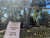 Dangerous tree removed from gardens