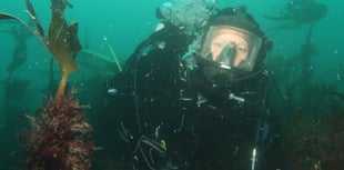 Dive survey to monitor vital kelp
