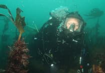 Natural England launches dive survey to monitor vital kelp forests around Falmouth