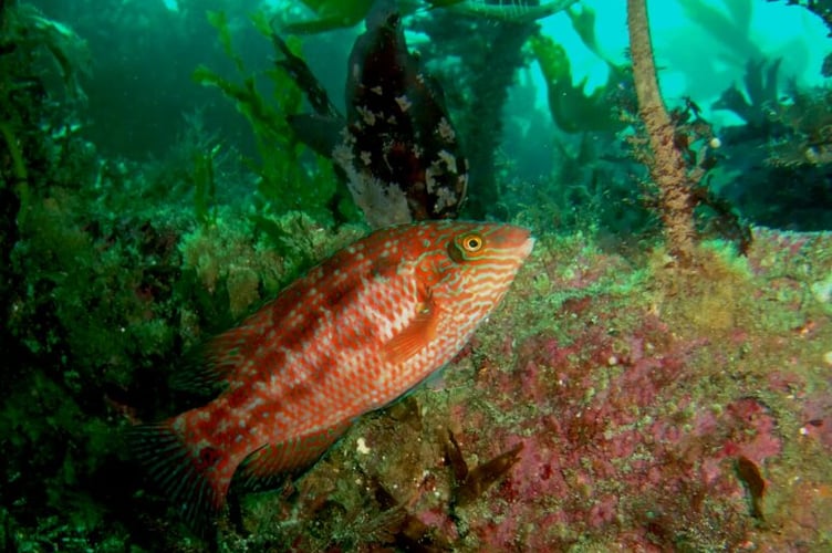 Corkwing wrasse in among kelp (Photo: Angela Gall, Natural England);
