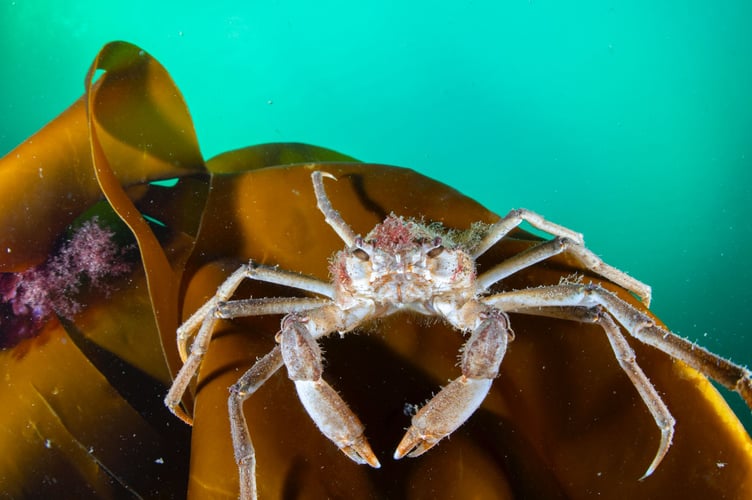 crab in kelp (Photo: Malcolm Nimmo).