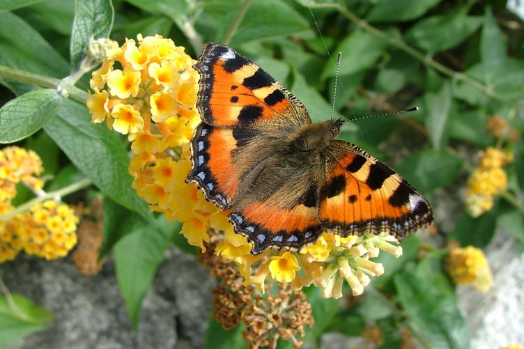 Small tortoiseshell butterflies can be seen in the Clay Country. (Picture: Wheal Martyn)