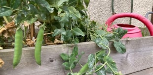 Gardening with Martin Pallett: Growing vegetables can be rewarding