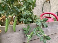 Gardening with Martin Pallett: Growing vegetables can be rewarding