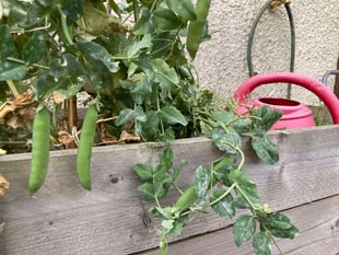 Gardening with Martin Pallett: Growing vegetables can be rewarding
