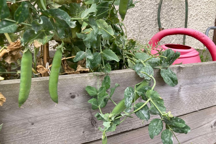 You don’t actually need a lot of space or equipment to grow vegetables. (Picture: Andrew Townsend)