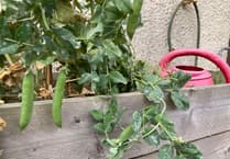 Gardening with Martin Pallett: Growing vegetables can be rewarding