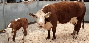 Truro Livestock Market Report: Wednesday, July 30