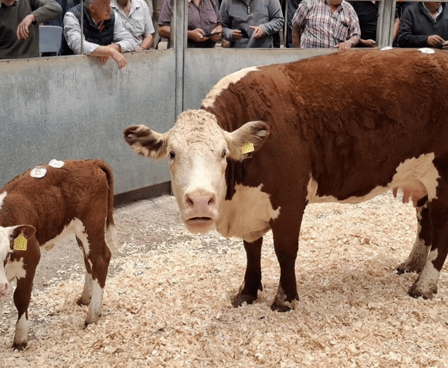 Truro Livestock Market Report: Wednesday, July 30