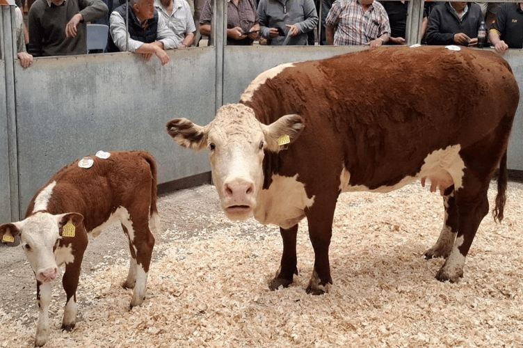 Pure bred Hereford cow & calf to £2420 for Messrs S J Rowe & Son of Hayle.