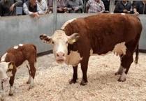 Truro Livestock Market Report: Wednesday, July 30