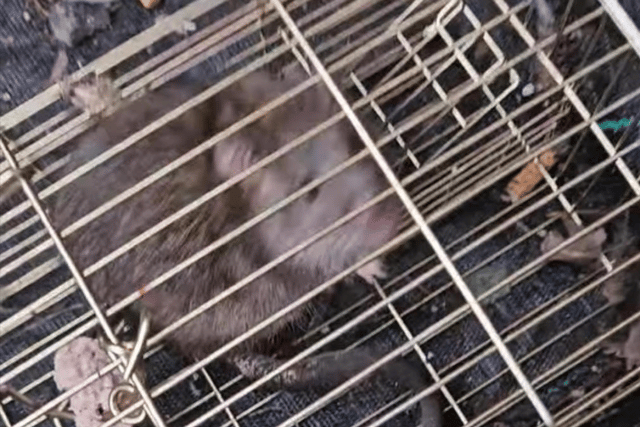 Surge in social media animal cruelty reports