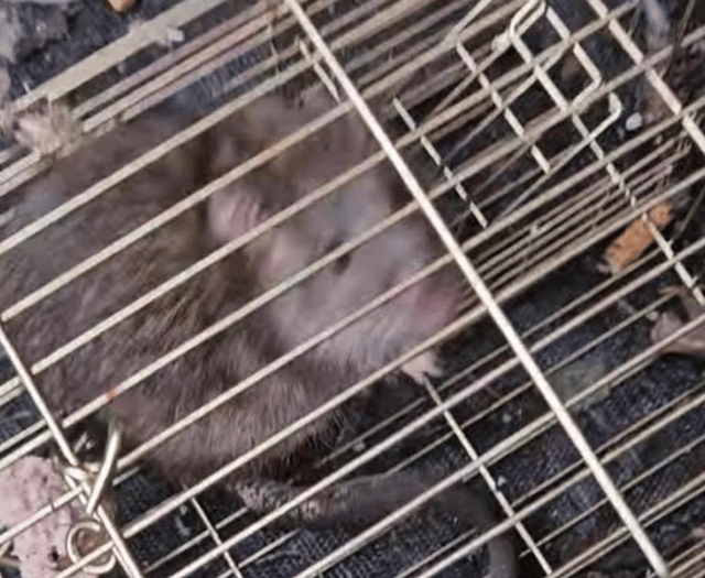 Surge in social media animal cruelty reports