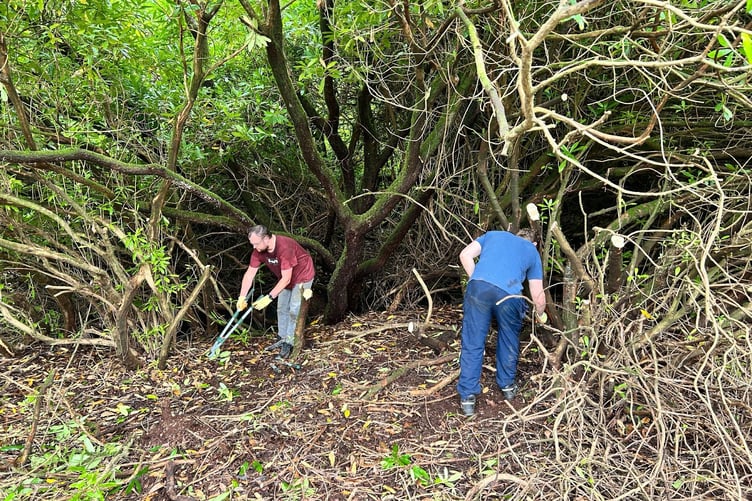 Volunteers from Imerys clearing invasive vegetation at Wheal Martyn Clay Works.