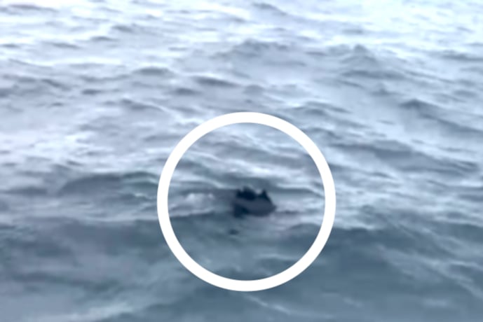 The footage showed dolphins with damaged fins in waters off Cornwall. (Picture: Mevagissey to Fowey Ferry)
