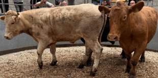 Truro Livestock Market Report: Wednesday, August 6
