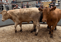 Truro Livestock Market Report: Wednesday, August 6