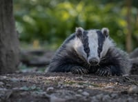 Badger sett collapse disrupts train services 