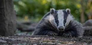 Badger sett collapse disrupts train services 