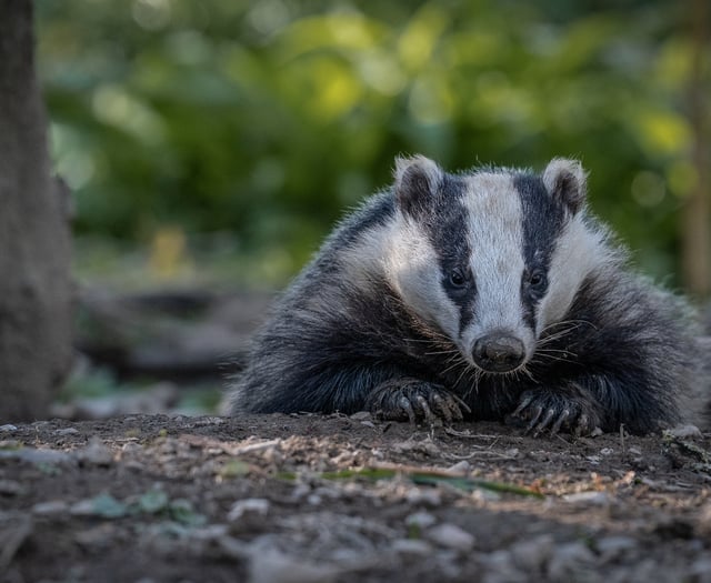 Badger sett collapse disrupts train services 