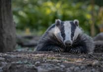 Badger sett collapse disrupts train services