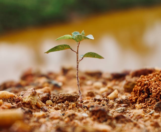 Cornwall boosts biodiversity with Nature Pledge