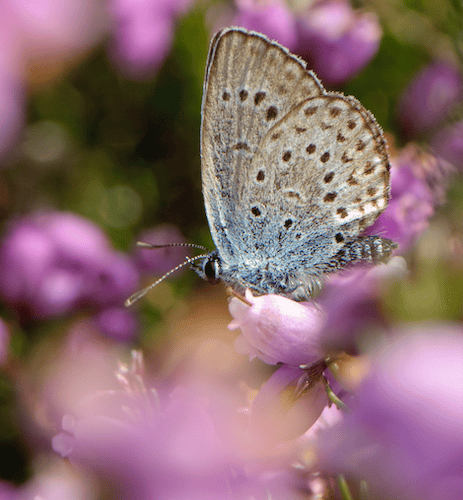 Silver Studded Blue, by Chris Gummersall. Dog faeces is detrimental to butterfly health (Picture: Cornwall Wildlife Trust)