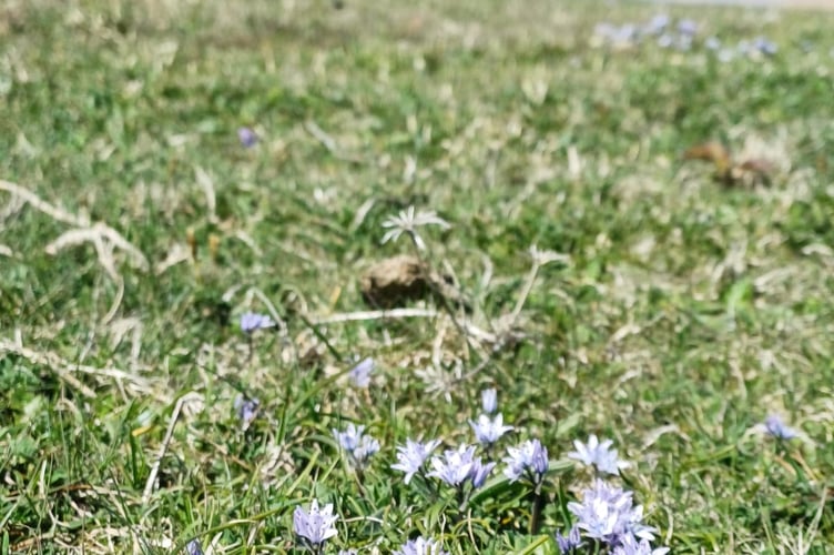 Spring Squil at Penhale Dunes. Dog waste can affect species richness (Picture: Cornwall Wildlife Trust)