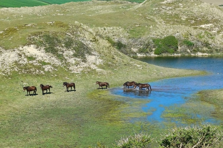 Ponies at Penhale Dunes. Dog waste transmits disease through contaminated grass and water (Picture: Cornwall Wildlife Trust)