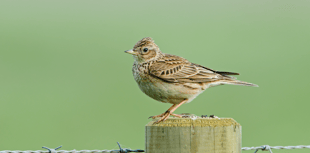 Visitors taking dogs to nature reserve urged to act responsibly
