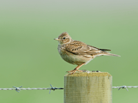 Visitors taking dogs to nature reserve urged to act responsibly