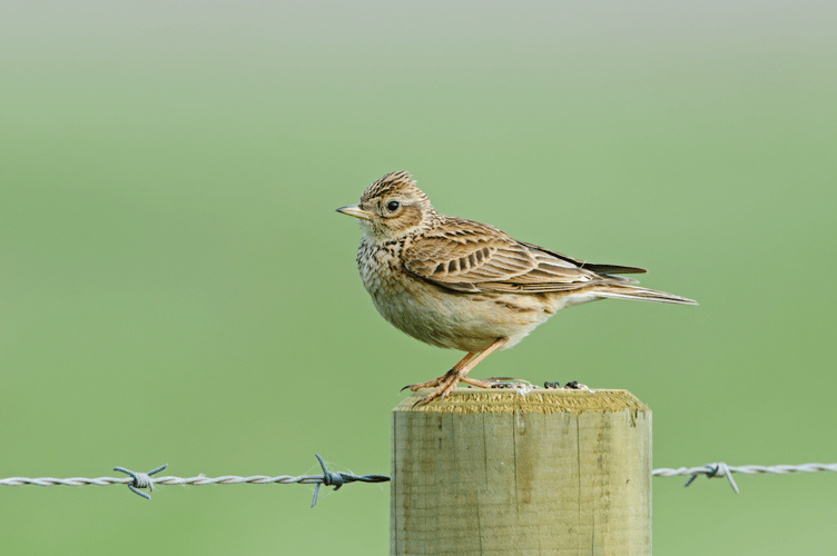 Skylark at Penhale Dunes (Picture: Cornwall Wildlife Trust)