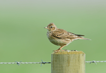 Visitors taking dogs to nature reserve urged to act responsibly
