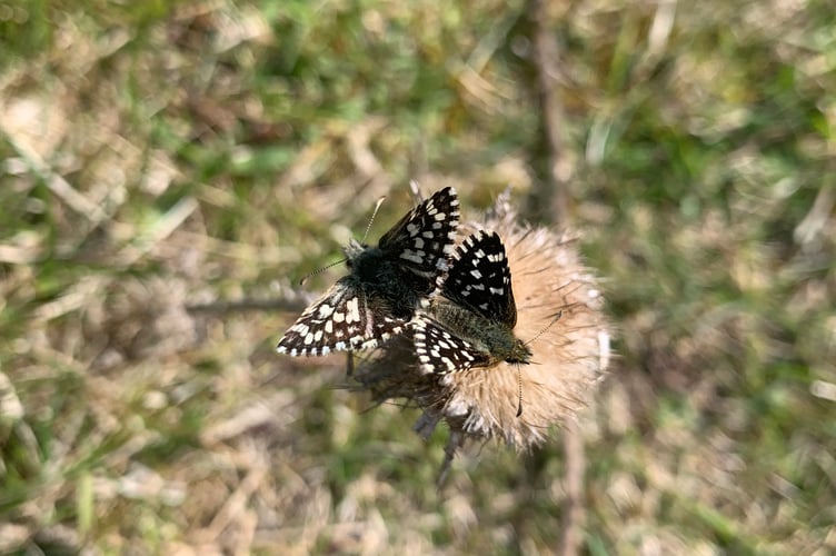 Grizzled Skippers mating at Penhale Dunes (Picture: Cornwall Wildlife Trust)