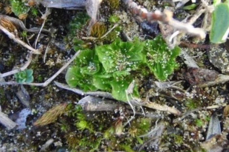 Petalwort at Penhale (Picture: P Ralfsii) 