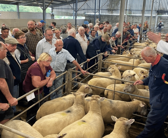 Truro Livestock Market Report: Wednesday, August 13