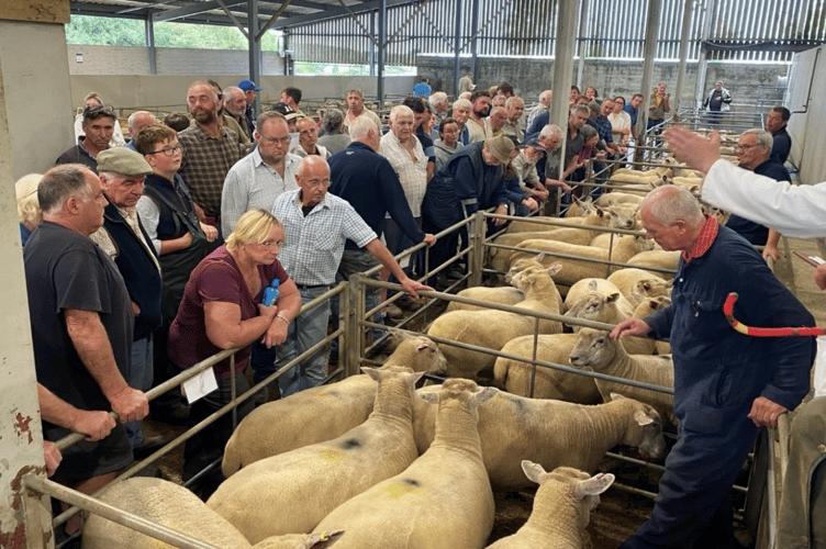 A highly successful Special Breeding Sheep Sale.