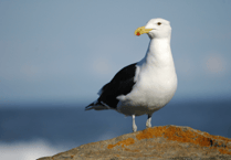 Police seek witnesses to St Ives seagull attack