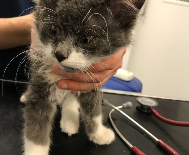 Animal charity staging summer sale to raise funds