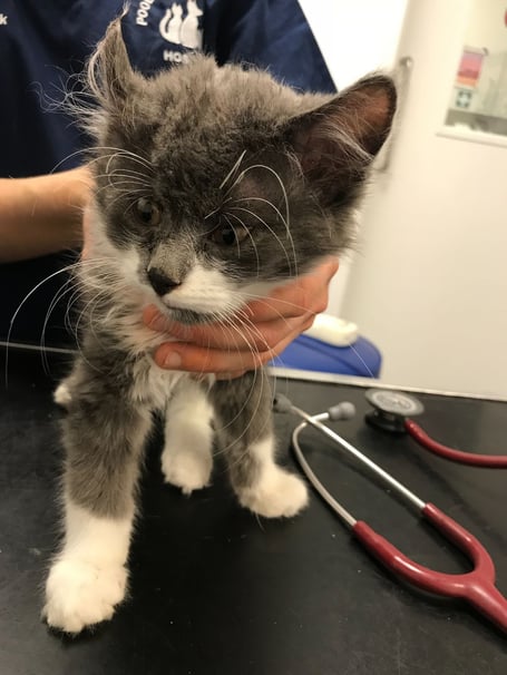 RSPCA cat