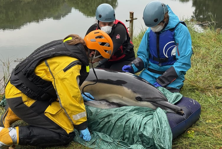 Rescue medics tend to the stranded dolphin, which was discovered trapped in thick mud at Penpoll, near the River Fowey (Picture: BDMLR)