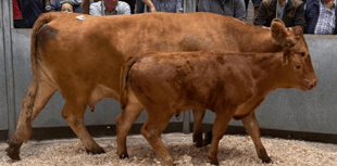 Truro Livestock Market Report: Wednesday, August 20