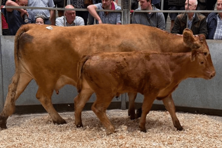 South Devon cow & calf to £2750 for Mr P J Roberts of Truro.