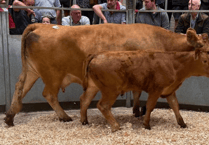 Truro Livestock Market Report: Wednesday, August 20