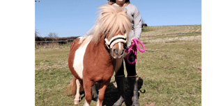 Shetland pony finds loving new home after shocking court case
