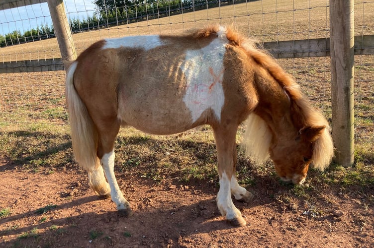 When rescued, Sherbert was covered in paint from children's parties.