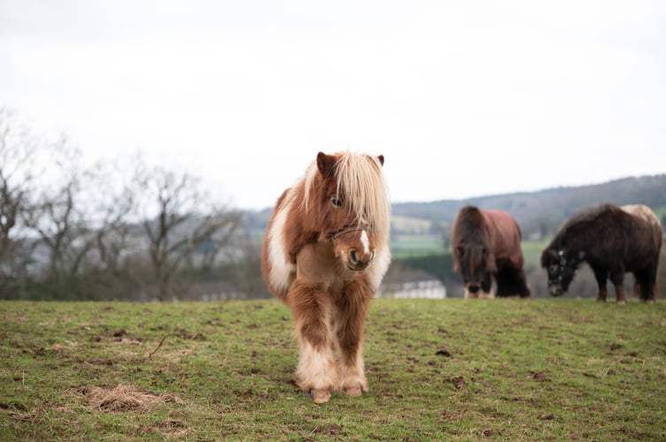 Sherbert slowly recovered after months of veterinary treatment and loving care at The Mare and Foal Sanctuary's Newton Abbot sanctuary.