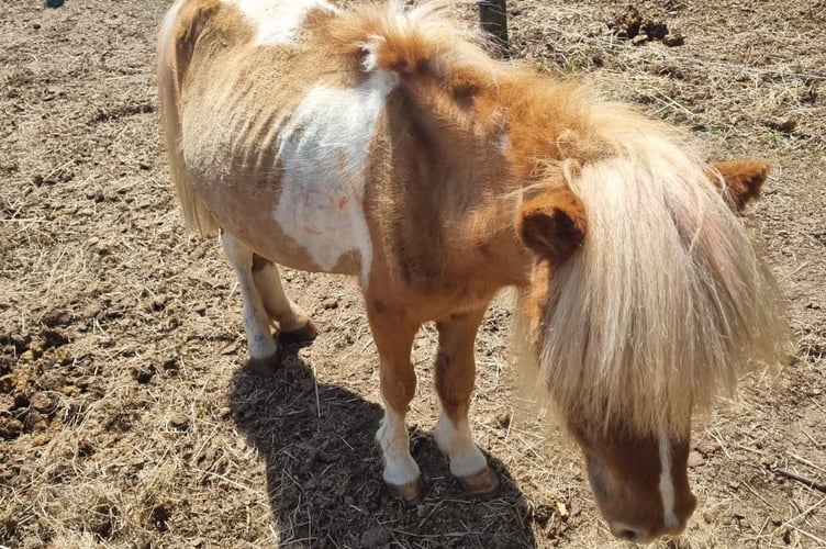 Sherbert on the day of the rescue in 2022.