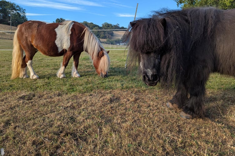 Sherbert with her best new field-mate Flora.